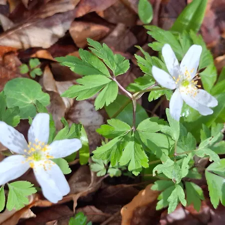 Het Kleine Kasteel Tatil Evi